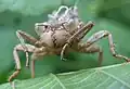 Exuvie de Cordulegaster sp.
