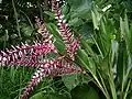 Fleurs