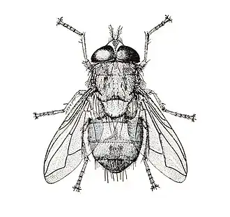 Imago mâle