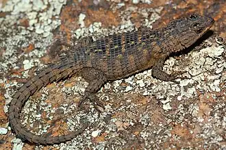 Description de l'image Cordylus imkeae 109936442.jpg.