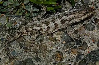 Description de l'image Cordylus_macropholis_86846930.jpg.