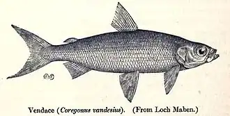 Description de l'image CoregonusVandesius.jpg.