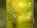 Discogastrini: Savius rufomarginatus Yucatán, Mexique