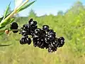 La corroyère à feuilles de myrte (Coriaria myrtifolia).