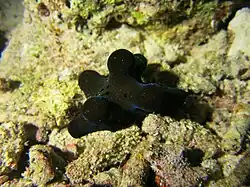 Coriocella hibyae