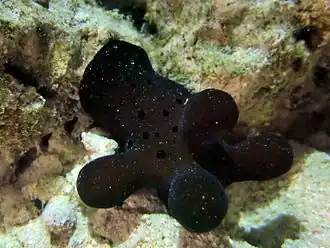 Coriocella hibyae (Velutinidae).