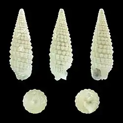 Coriophora granosa.