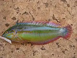 Coris caudimacula