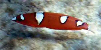 Juvénile de Coris gaimard