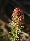 Inflorescence