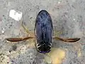 Corixa punctata, GB