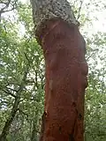 Gros plan sur l'un des chênes-lièges de la forêt d'Aïn Draham.