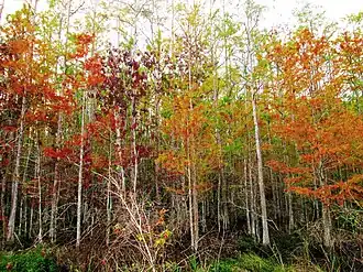 Sanctuaire Corkscrew Swamp,sud-ouest de la Floride