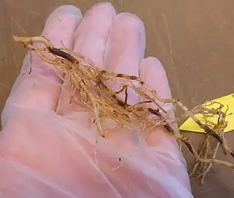 Description de l'image Corkyroot.jpg.