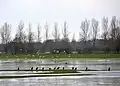 Cormorans et bernaches du Canada