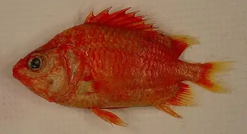 Corniger spinosus