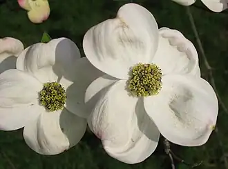 Description de l'image Cornus_florida_flowers_03_by_Line1.jpg.