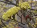 Fleurs