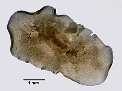 Coronadena mutabilis, un Discocelidae