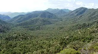Image illustrative de l’article Forêt nationale de Coronado