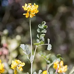 C. glauca