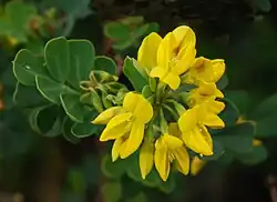 Ombelle et feuille de C. valentina ssp. glauca