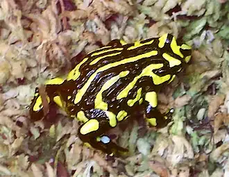 Description de l'image CorroboreeFrog.jpg.