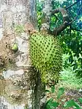 Corossolier (corossol ou tapotapo).