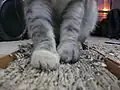 Griffoir en carton ondulé et son chat