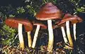 Groupe de champignons marrons à pied blanc