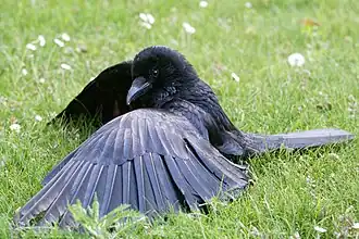 Oiseau noir assis par terre, la queue et les ailes étalées au sol. Des fourmis grimpent sur son plumage.