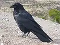 Grand Corbeau