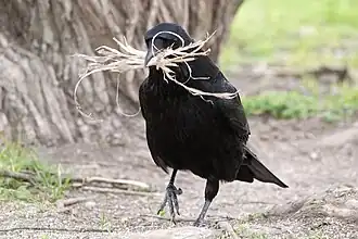 Oiseau noir marchant dans la direction de l'objectif. Il transporte dans son bec des fibres végétales arrachées à des racines d'arbre.