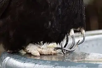 Gros plan sur les pattes d'un oiseau noir dont les doigts sont recouverts d'une sorte de gale, avec les ongles exagérément allongés et recourbés.