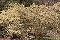 Floraison