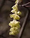 Fleur