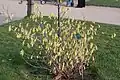 Floraison