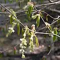 Fleurs