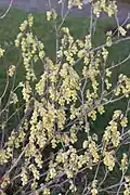 Floraison
