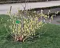 Floraison