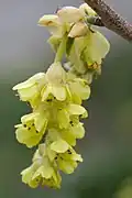 Fleurs
