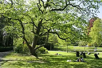 Un noisetier de Byzance dans un parc de Mons (province de Hainaut, Belgique).