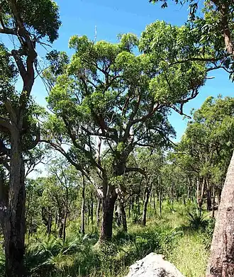Description de l'image Corymbia clarksoniana.jpg.
