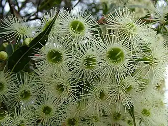 Description de l'image Corymbia gummifera.jpg.
