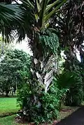 Stipe, Jardin botanique Sir Seewoosagur Ramgoolam ou Jardin de Pamplemousses, Maurice