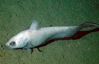 Coryphaenoides leptolepis, un Macrouridae