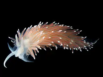 Description de l'image Coryphella-nobilis.jpg.