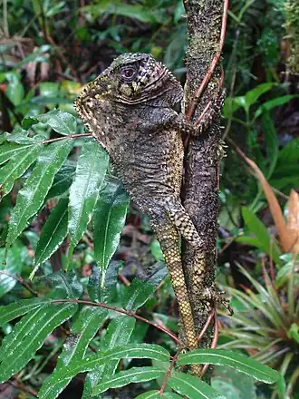 Description de l'image Corytophanes cristatus (Rara Avis).jpg.