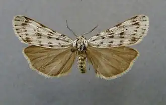 Coscinia cribraria(Arctiinae, Arctiini, Pericopina)