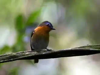 Description de l'image Cossyphicula roberti White-bellied Robin-chat.jpg.